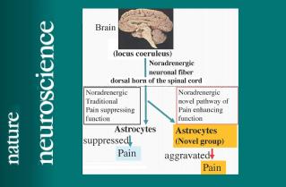 Noradrenergic Regulation of Pain by a Novel Type of the Spinal Cord Astrocytes