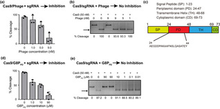 SIAIS Researchers Discover First Anti-CRISPR Peptides Providing Insights into Developing Next-Generation CRISPR Inhibitors for Precision Genome Editing  