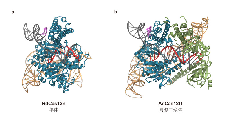 物质学院季泉江团队解析超小型基因编辑核酸酶Cas12n工作机制并实现其工程改造