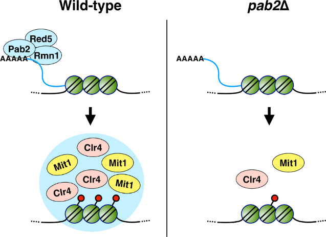 ​Pab2/PABPN1 protein promotes heterochromatin assembly through the formation of nuclear condensates