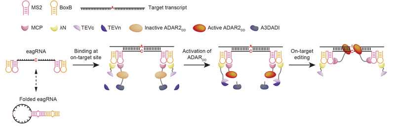 Scientists achieve precise and efficient RNA editing via cleavage of an ADAR inhibitor