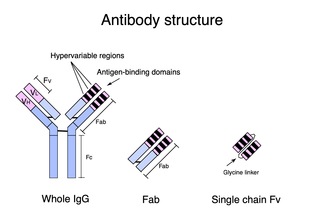 SIAIS Professor Publishes an Ultra-stable Cytoplasmic Antibody Engineered to be Fully Functional In Vivo in Brain and Cancer