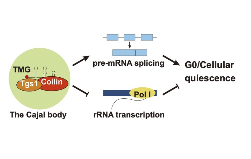 Coilin, a Cajal body component, is indispensable for cellular quiescence