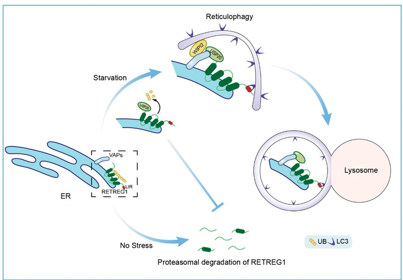 Scientists discover a novel mechanism of ubiquitination regulation of selective autophagy