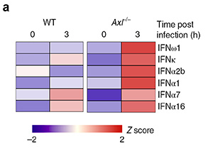 New Progress on Zika Virus Elucidites Role of AXL in Promoting ZIKV Infection