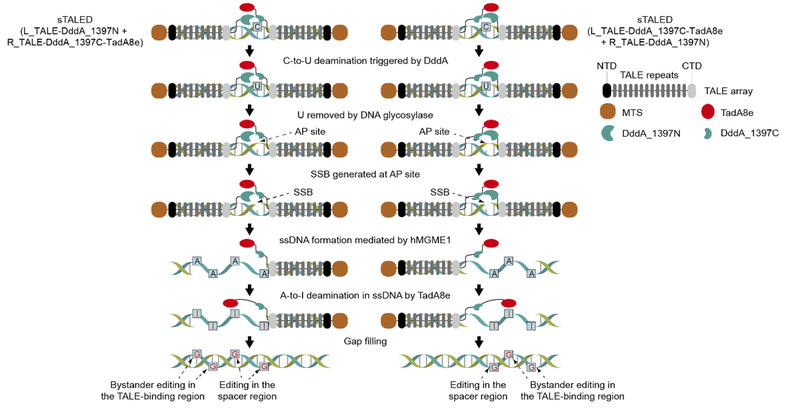 An efficient and precise mitochondrial adenine base editor
